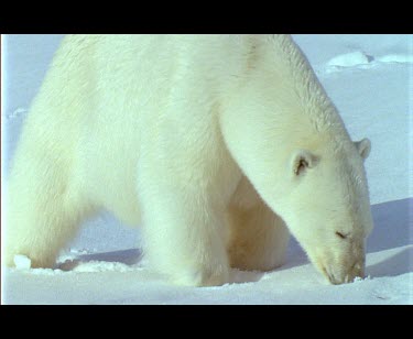 Large male polar bear sniffing snow
