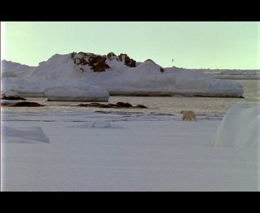 Large male polar bear walking over ice at edge of fjord, enters water