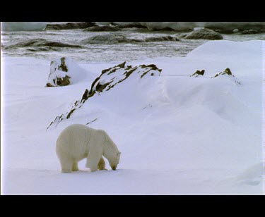 Polar bear walking over snowfield..