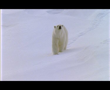 Polar bear walking over snowfield..