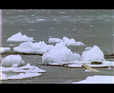 Wet male polar bear walking amongst sea ice