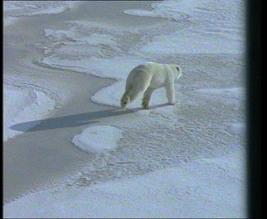 Polar Bear running across pack ice