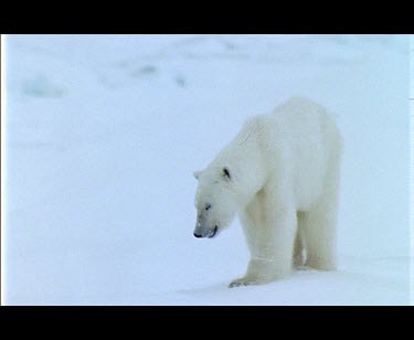 Polar Bear foraging over snow at the edge of a fjord.