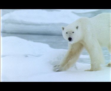 Polar Bear walking over snow at the edge of a fjord.