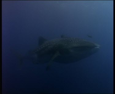 Whale Shark swim by close to camera, tail fin appears to swat cameraman.