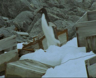 Adelie penguin waddling over debris fromMawson's Huts. Cape Denison Commonwealth Bay. Australian Antarctic Territory. Penguin hops over rocks.