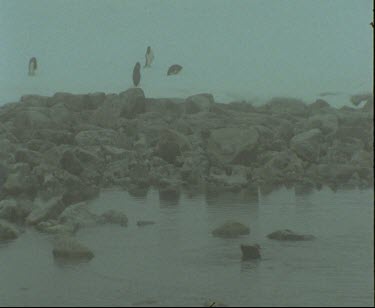 Skua bathing with Adelie penguins in background