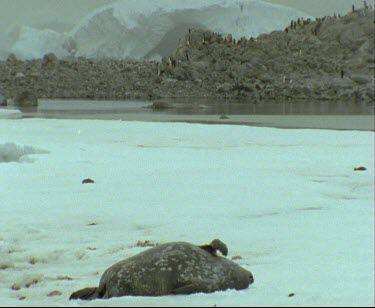 Leopard Seal sun bathing basking. Lying on back with belly up. See spotted fur of belly. Penguin colony in background.