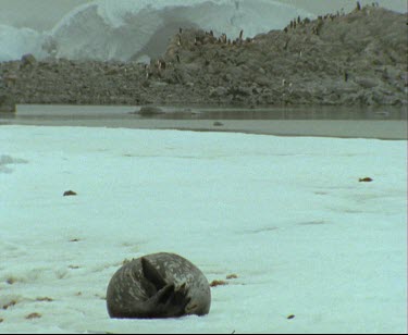 Leopard Seal sun bathing basking. Lying on back with belly up. See spotted fur of belly. Penguin colony in background.