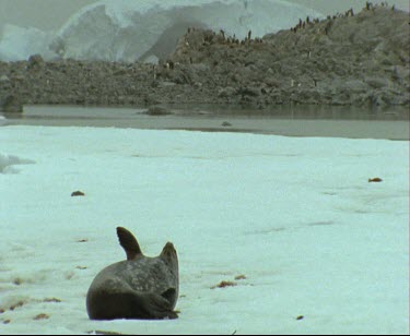 Leopard Seal sun bathing basking. Lying on back with belly up. See spotted fur of belly. Penguin colony in background.