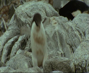 Medium close up two pengiuns hopping over rocks