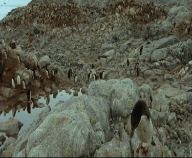 Adelie penguin rookery