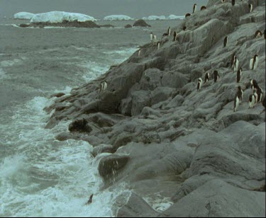 Large group of Adelie penguins on rock ice floes in background.