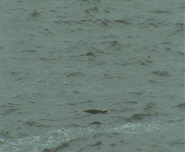 Topshot Adelie penguins fishing. They can be seen coming up for air and then diving again.