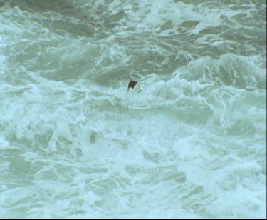 Topshot Adelie penguins swimming in rough waters. High surf, waves crashing penguin comes out onto rocks.