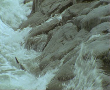 Adelie penguins in rough waters. High surf, waves crashing penguin comes out onto rocks. Hopping onto rocks