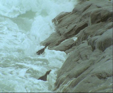 Adelie penguins in rough waters. High surf, waves crashing penguin comes out onto rocks. Hopping onto rocks