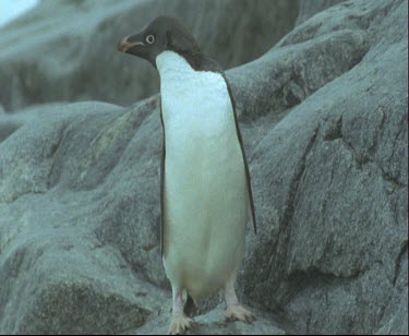 One Adelie penguin preening drying off after a swim.