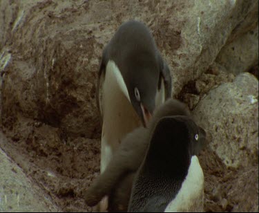 Pecking chick. Seems to be aggressive behaviour towards chick. Pushing and pecking chick away.