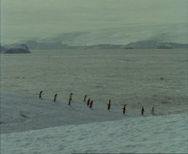 Adelie Penguins waddling down ice along coast.