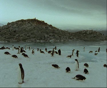 Adelie penguins large group on icy beach. Rocky shores in background. Stormy sky