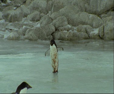 Adelie penguins large group on icy beach. Rocky shores in background. Stormy sky