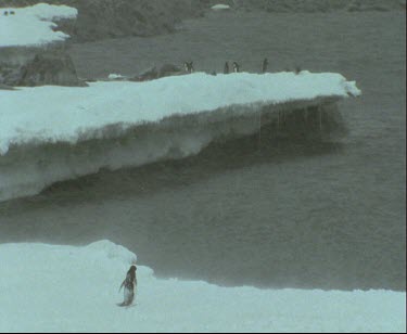 Adelie penguin alone in the snow. Stormy. Wind blowing hard, blowing ice and snow. Waddles across ice