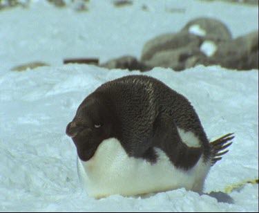 Adelie penguin resting, sleeping