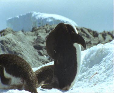 Adelie penguin preening, cleaning its feathers