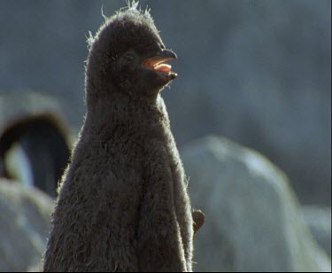 Chick with soft downy brown feathers when it breathes mist forms