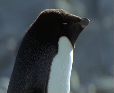 Close Up profile