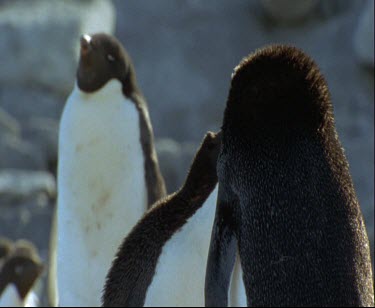 Adelie Penguin mating dance