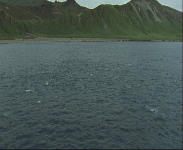 Macquarie Island. Australian Sub-Antarctic base. King penguins in foreground splashing in the water. Swimming, porpoising, leaping out of the water, flying