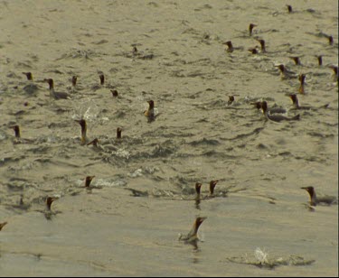 Large group of King Penguins swimming