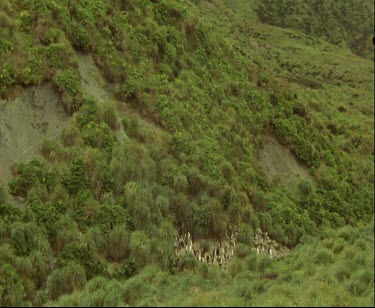 A small group panning up to a large group of penguins nestled together in a misty valley