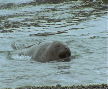 Elephant seal riding wave back to beach