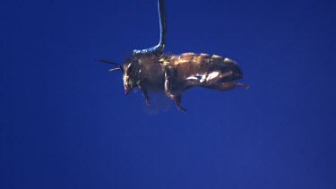 Medium Shot Honey bee flying against blue screen. See wings moving