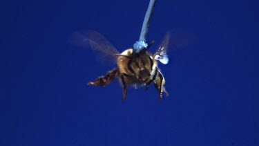 Medium Shot Honey bee flying against blue screen towards camera. See wings moving