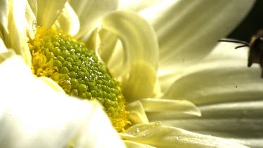 Extreme close up. One Honey bee hovering over white and yellow daisy flower. Flying in to get nectar. Landing on flower.