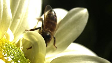 Extreme close up. One Honey bee hovering over white and yellow daisy flower. Flying in to get nectar. Landing on flower.