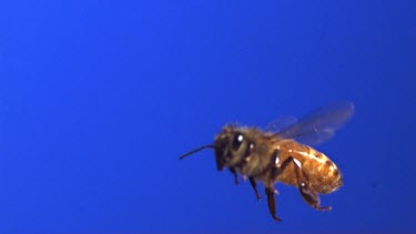 Medium Shot Honey bee flying against blue screen. See wings moving