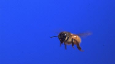 Medium Shot Honey bee flying against blue screen. See wings moving