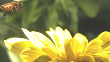 Medium Shot Honey bee landing on yellow daisy flower