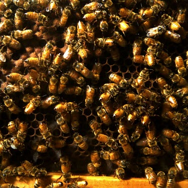 Large group Honey bees and hive, see conical cells.