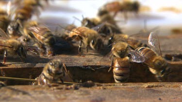 Bees swarming on honeycomb.