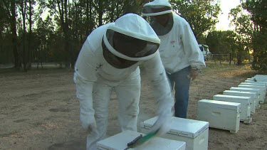 Beekeepers and hives. Beekeepers wear protective suits with helmets and gloves to protect from bee stings.