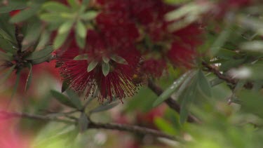 Bees on red bottlebrush flower. Callistemon