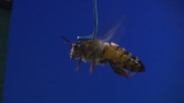 Side on shot. Medium Shot Honey bee flying against blue screen. See wings moving. Pollen sacs on legs.