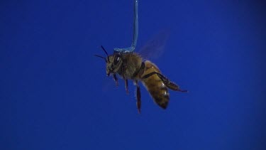 Side on shot. Medium Shot Honey bee flying against blue screen. See wings moving. Pollen sacs on legs.