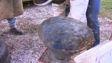 Beekeepers shaking bees. Means removing excess bees from hives or for transporting bees.